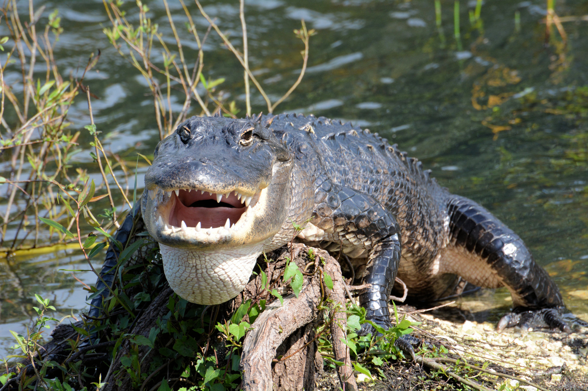 carnivores in the everglades